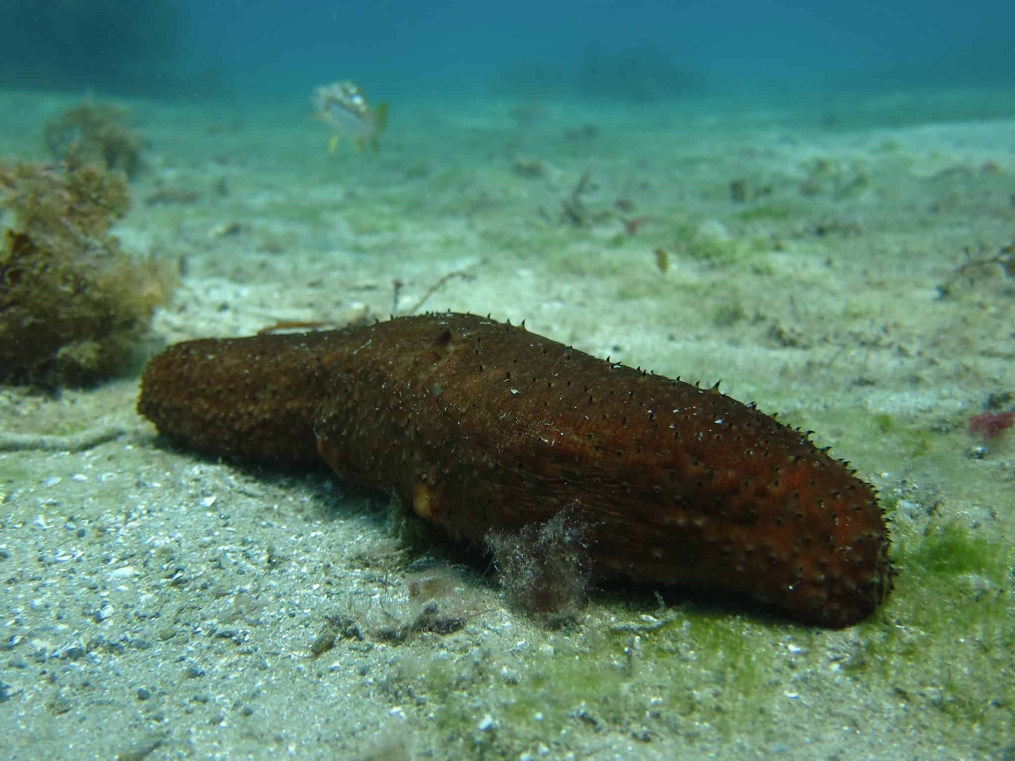 Sea Cucumber 10 MindBlowing Facts About The Janitor Of The Sea